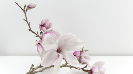 Wunderschöne blühende Magnolien - Magnolienzweig