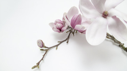 Wunderschöne blühende Magnolien - Magnolienzweig weiss isolierter Hintergund