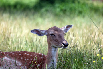 Reh in Wiese sitzend