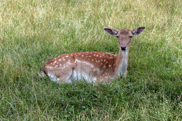 Reh in Wiese sitzend