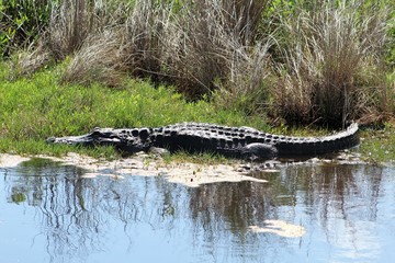 alligator in the everglades
