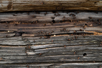 Ants nest in wood - Fire ants crawling on the wooden old house