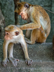 Monkeys, tufted gray langurs, in the park of heritage city Anuradhapura. Sri Lanka, March 2019.