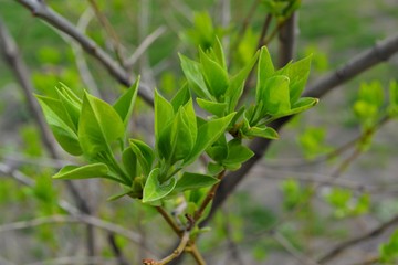 green leaves of a tree in spring