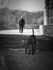 walk with a dog