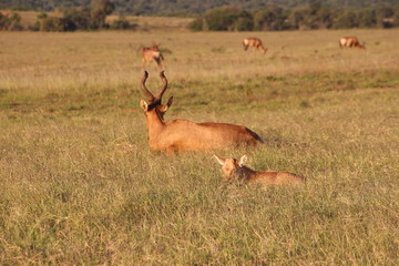 Antilopen Südafrika