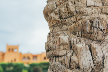 Bark from a palm tree make a tropical background