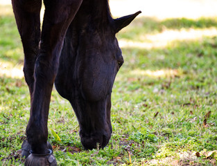 A beautiful black horse grazing on green grass.