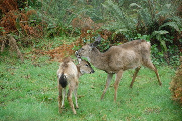 Mom and Baby Deer Grooming
