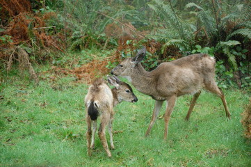 Mom and Baby Deer