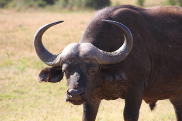 Büffel Südafrika