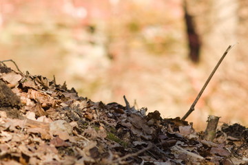 Last year's fallen leaves in the forest slope with copyspace