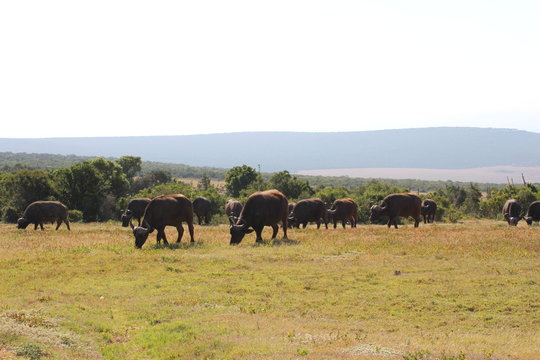Büffel Südafrika