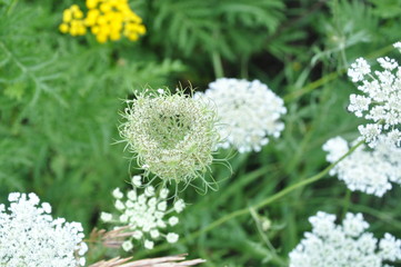 Queen Anne Lace Going to Seed Wildflowers