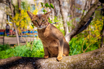 Abyssinian cat sitting on a tree in the sun