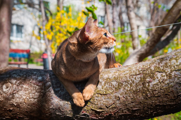 Abyssinian cat sitting on a tree in the sun