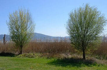 a pair of green trees along the italian Trasimeno lake shore, under the spring sun rays