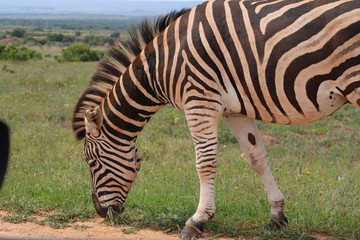 Zebra Südafrika