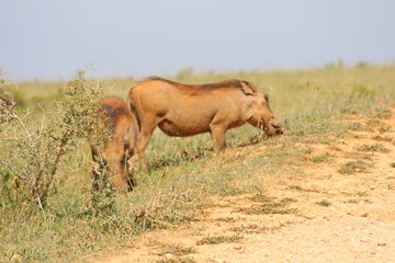 Warzenschwein