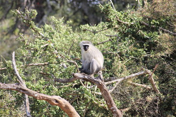 Affen Addo National Park