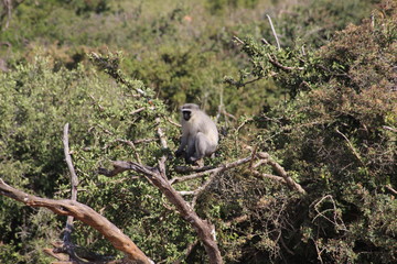 Affen Addo National Park