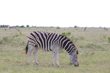 Fototapeta na wymiar Zebra Südafrika