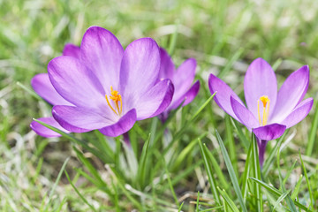 Beautiful violet crocuses grow in meadow. Early spring flowers.