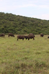 Obraz na płótnie Canvas Büffel Südafrika