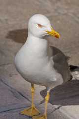 Sea gull profile