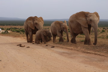 Elefanten Südafrika