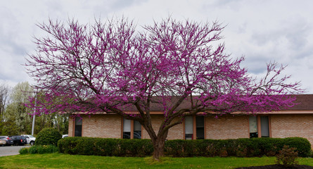 Evangelical Lutheran Church