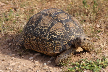 Turtle Schildkröte