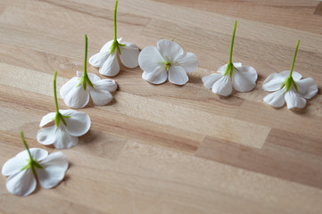 Obraz na płótnie Canvas white flowers on wooden background