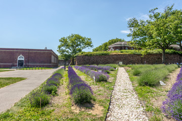 Lavender Flowers in Governor's Island, New York.