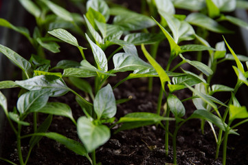 young plant in the garden