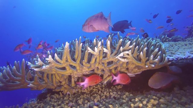 Calming fish swimming on a coral reef on Papua New Guinea