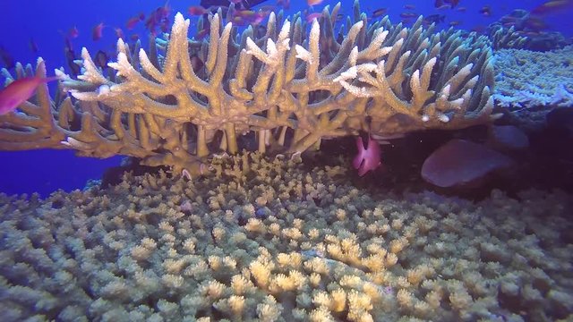 Tropical fish swimming around a coral reef in Papua New Guinea 