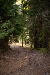 Obraz premium Beautiful pine forest with a nice mild light coming from far away