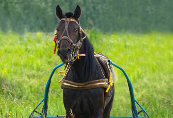 Racehorse in harness. View from the front on the background of green bright grass.