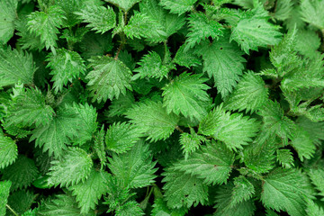 background green agrimonies leaves water drops rain ufo grass wild texture