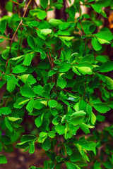 Fototapeta na wymiar background green leaves water drops pink red tree spring branch rain freshness