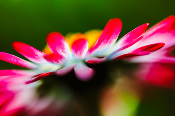 Macro View of Wildflower Daisy in early spring time, Bellis Perennis.