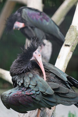 Waldrapp (Geronticus eremita) - schwarzer Ibis