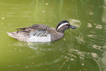 Knäkente (Anas querquedula) im Wasser