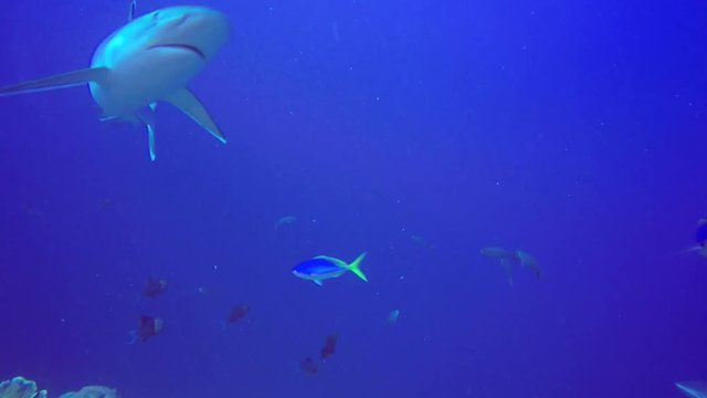 Silver Tip Reefs Sharks Papua New Guinea