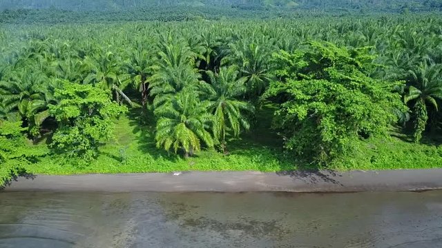 Drone video of Mangrove Trees on the coast in Papua New Guinea