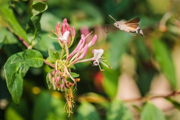Fototapeta premium Hummingbird hawk-moth buzzing around pink honeysuckle flowers sampling nectar, sunny summer day in a garden, blurry green background