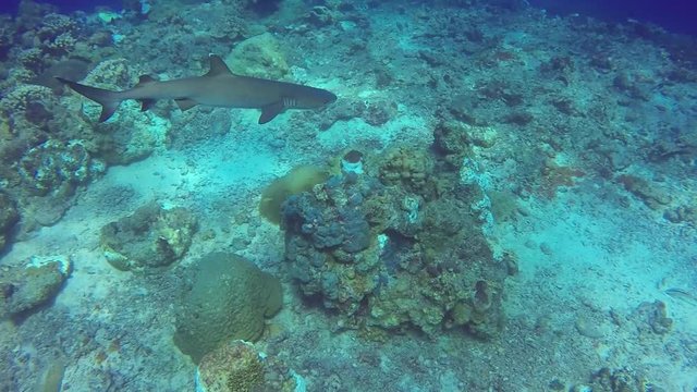 Silver Tip Reefs Sharks Papua New Guinea