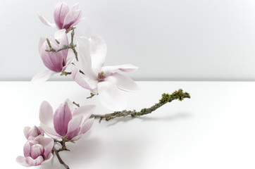 Plakat Wunderschöner blühender Magnolienzweig