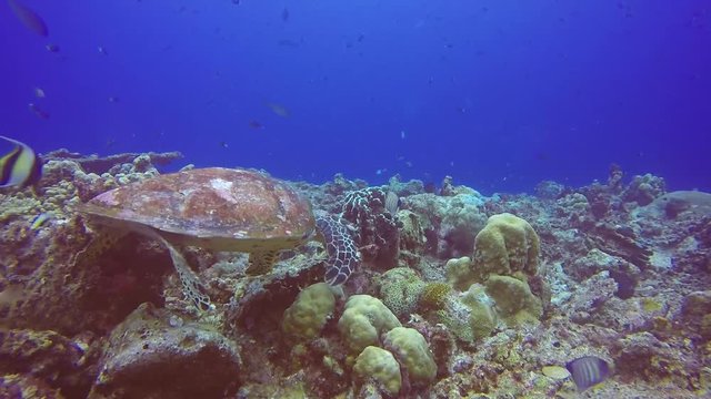Sea Turtle on Coral Reef Papua New Guinea